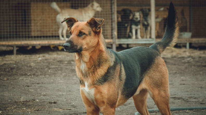 Оренбуржье попало в ТОП-5 регионов по количеству бездомных собак
