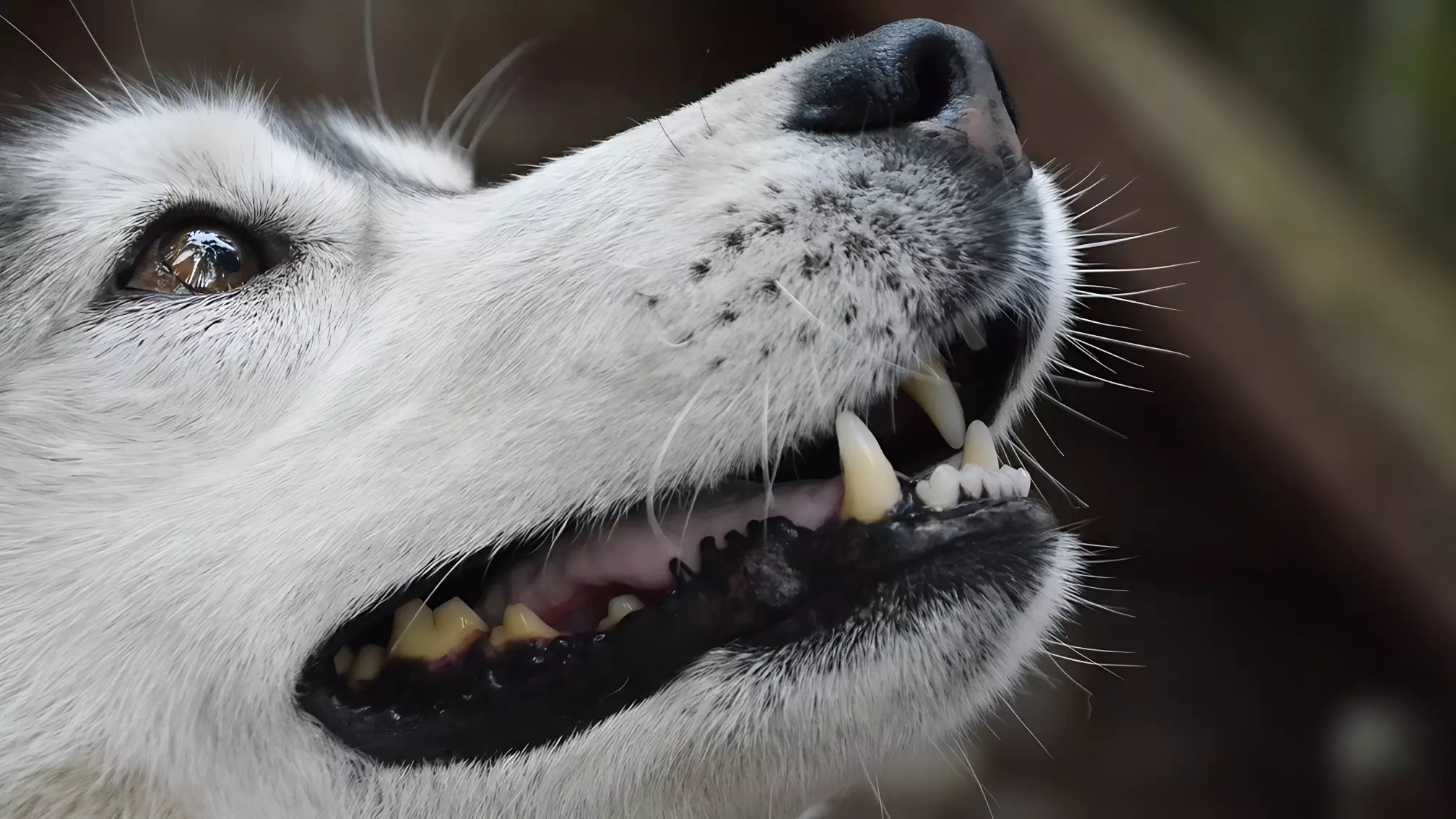 Бродячие собаки держат в страхе район в Орске 