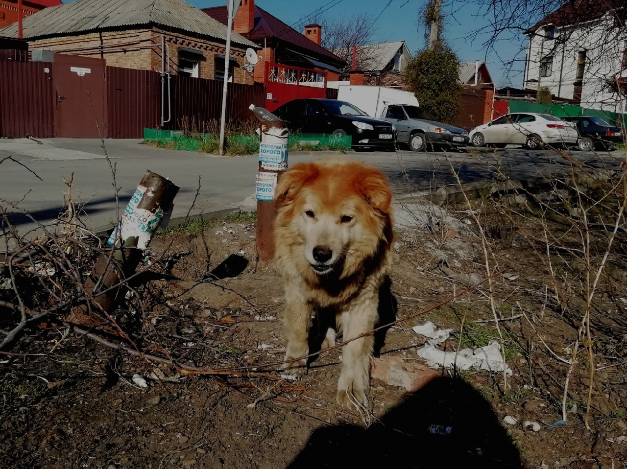 Всего по 1 собаке в месяц будут стерилизовать в районах Оренбуржья. Больше нет денег