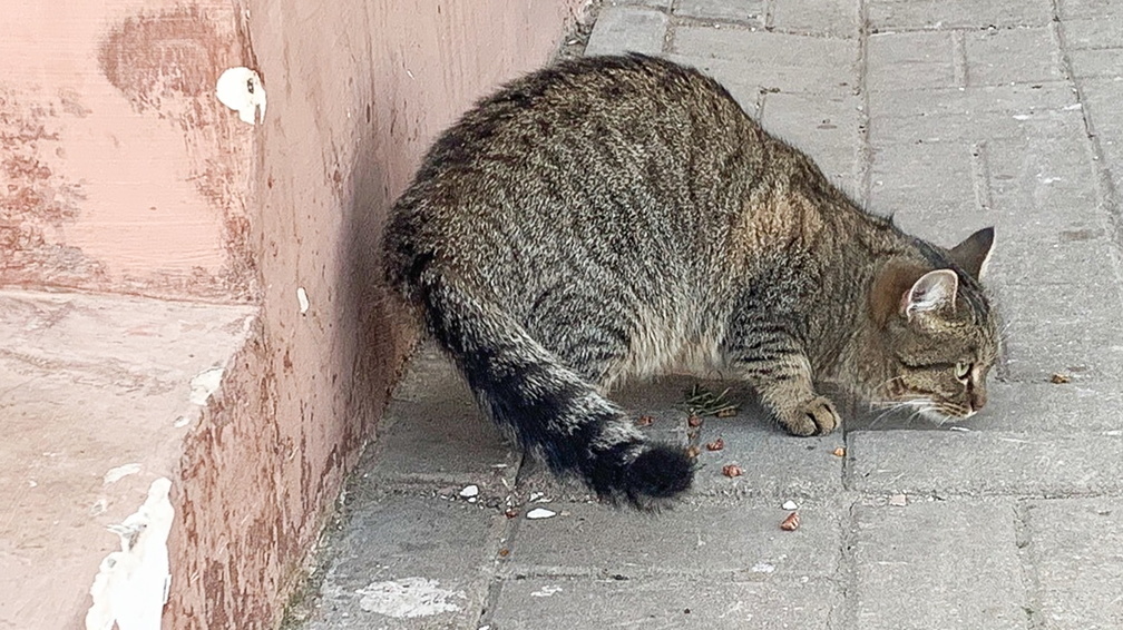 Оренбургским уличным кошкам не дадут замерзнуть зимой