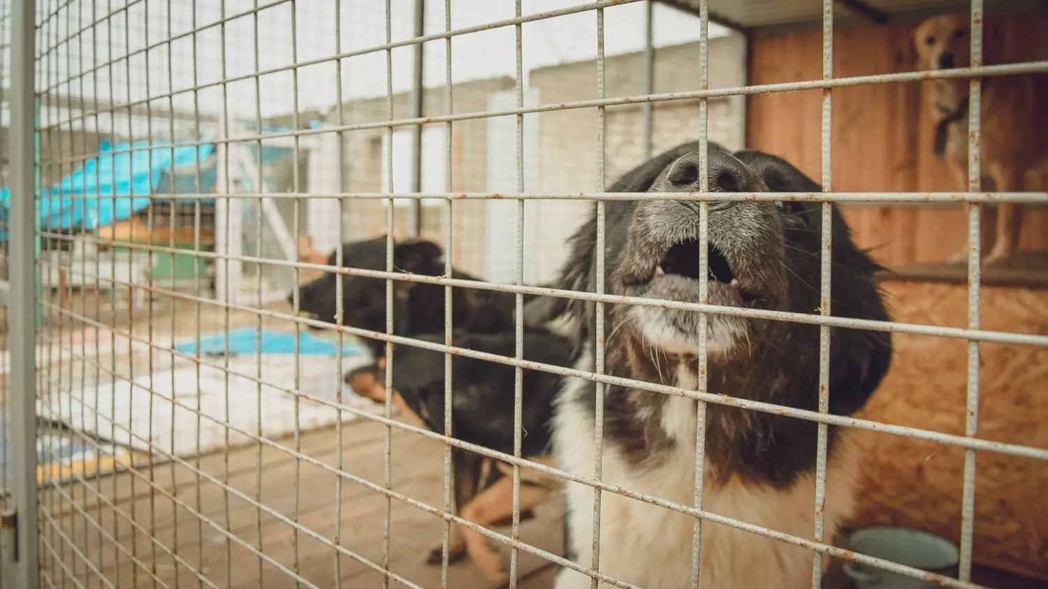 В Оренбуржье будут усыплять бездомных собак