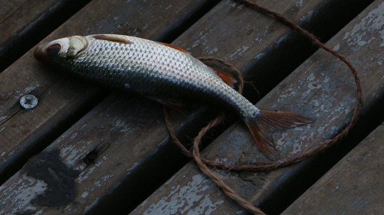 Рыбалка в Оренбургской области