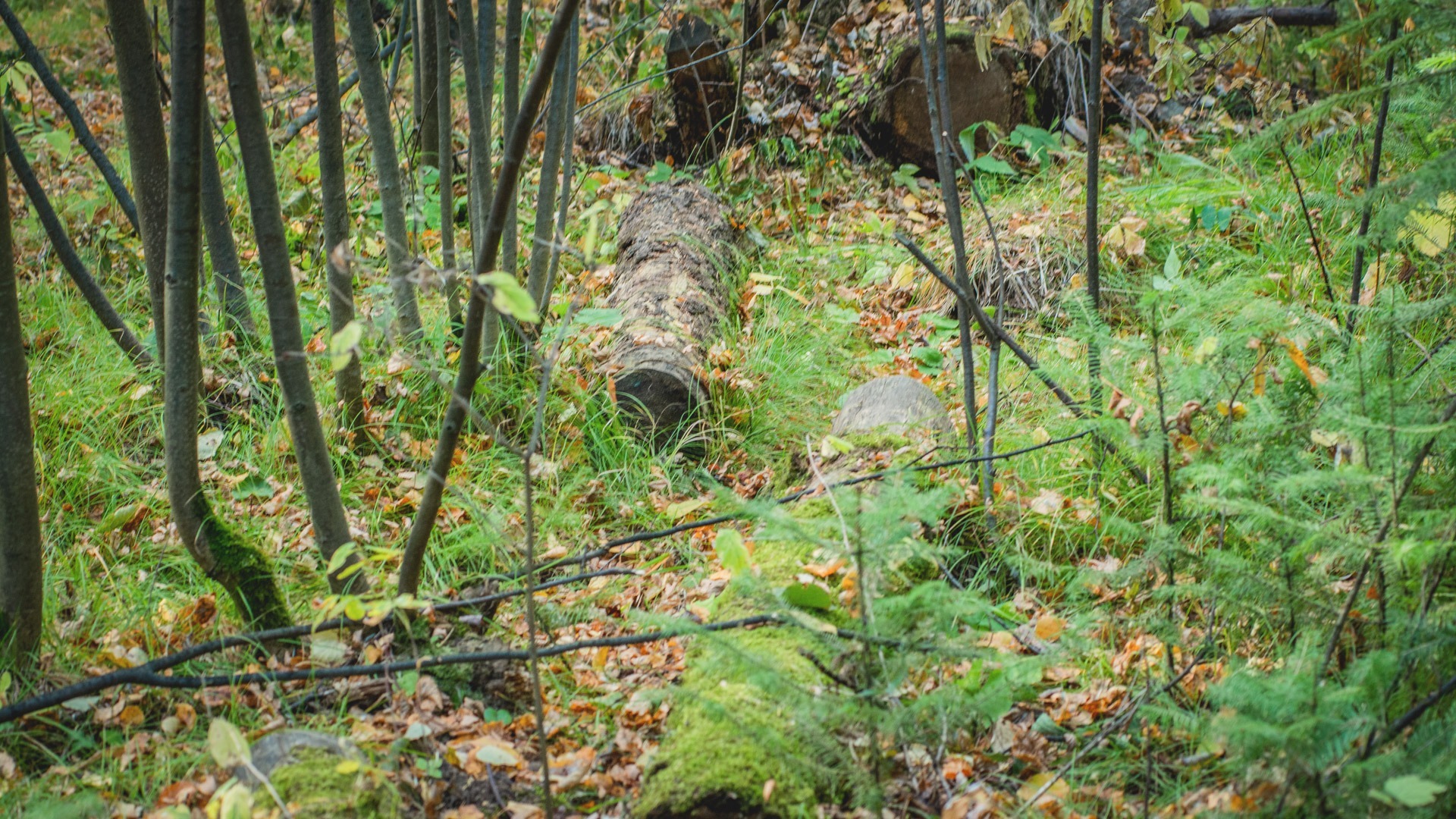 Семья из Оренбуржья потерялась в лесу
