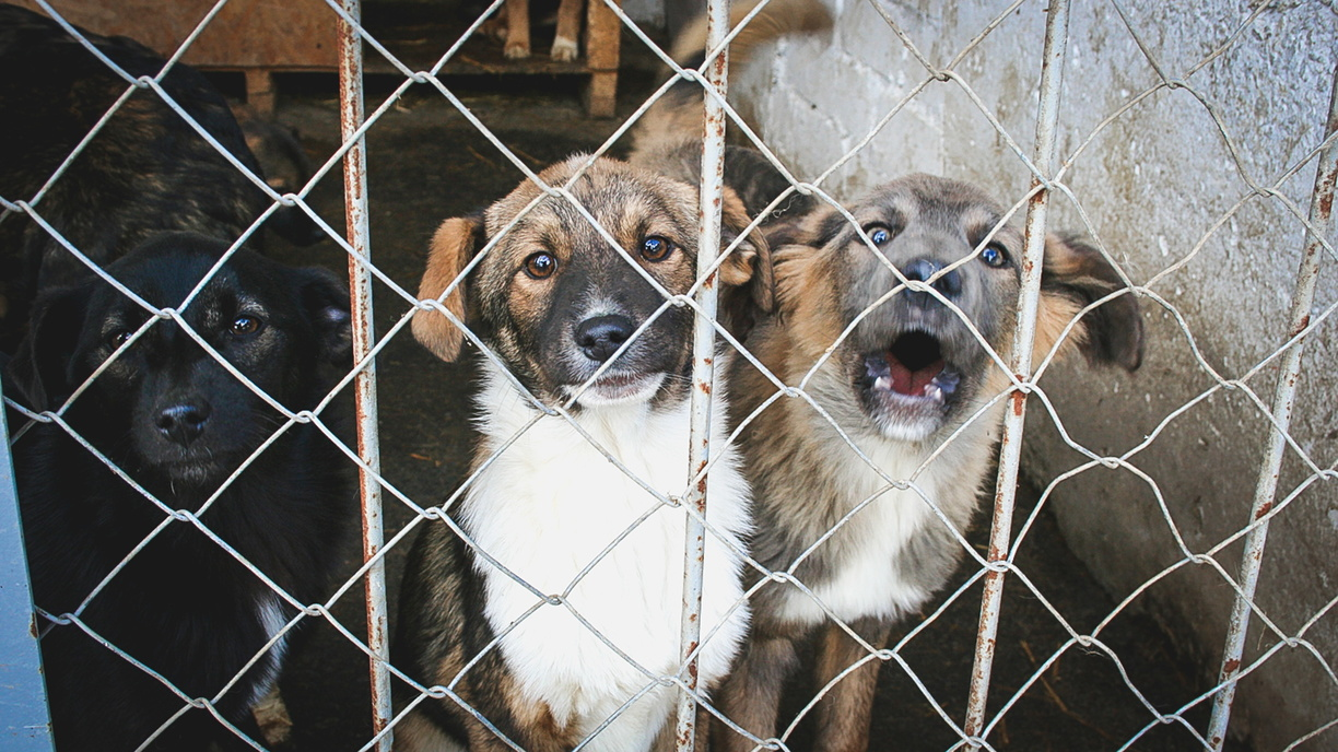 В Оренбуржье заключены контракты по отлову бродячих собак на 15,5 млн рублей