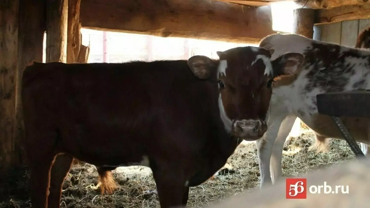 Жители шокированы содержанием коров на ферме