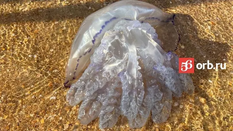 Не добро пожаловать на море: в Анапе перед началом сезона нашествие медуз