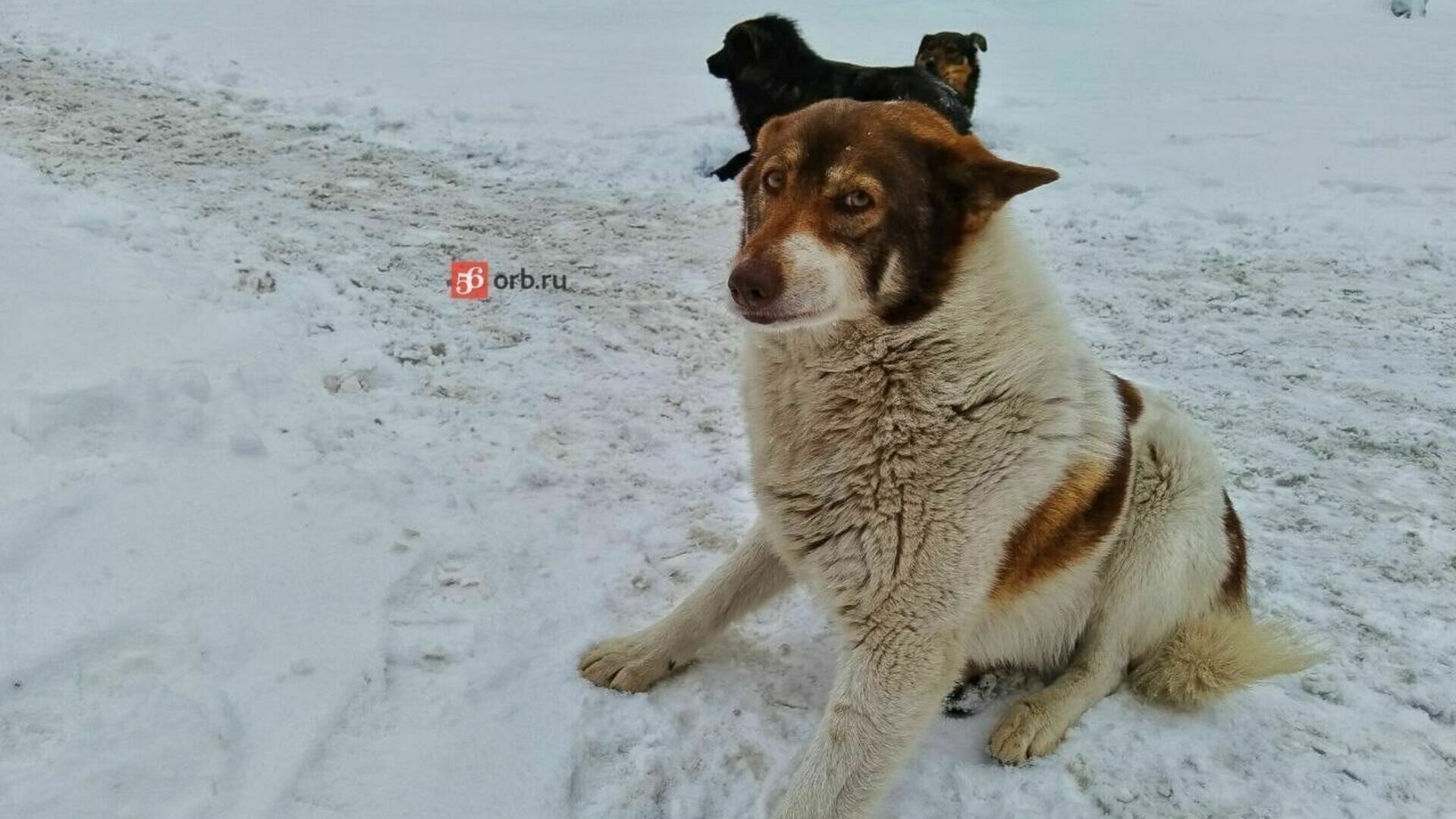 Бездомная собака на улице Оренбурга
