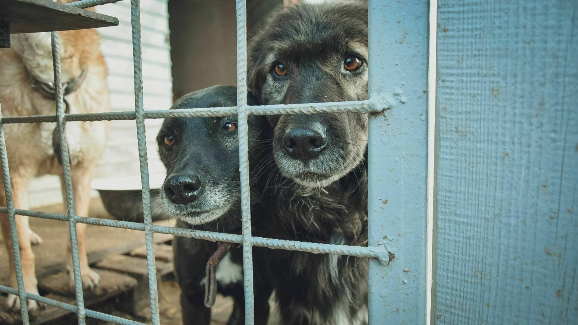 Мэрия Оренбурга снова пообещала начать строить приют для бездомных собак в 2023 году