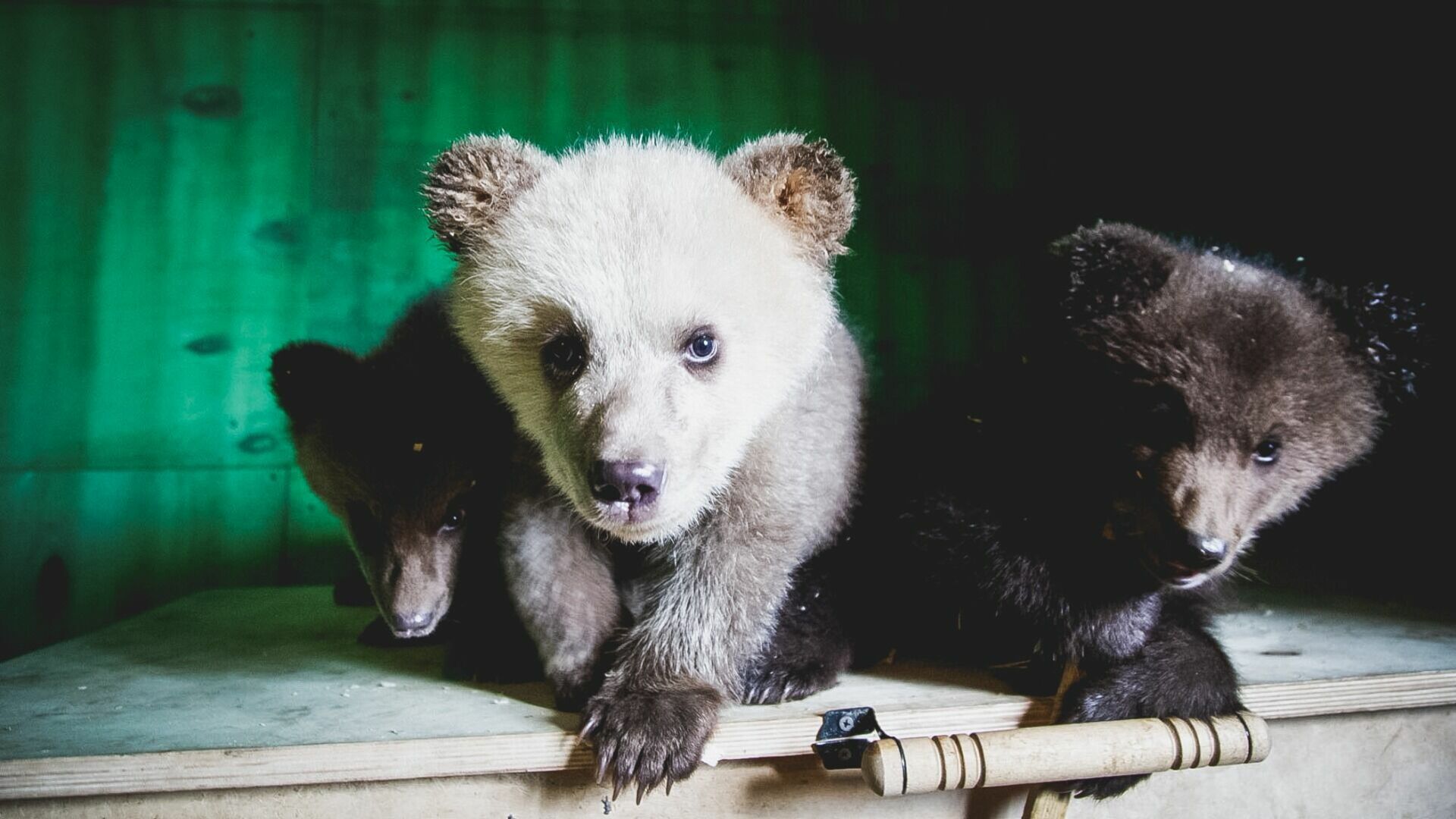 Медведи вне закона: в Оренбуржье контрабандисту не дали вывезти 4 медвежат за границу