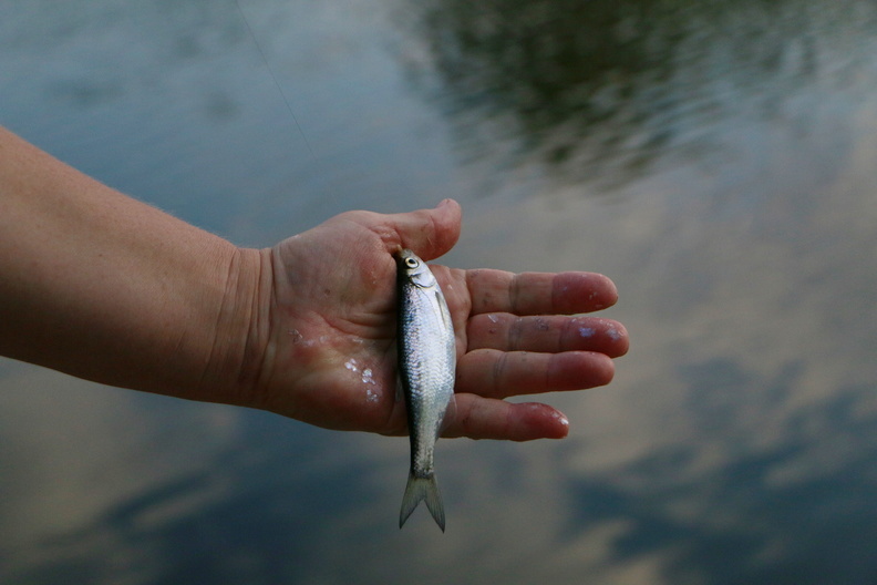 В Ташлинском районе выясняют причины массовой гибели рыбы в реке Иртек