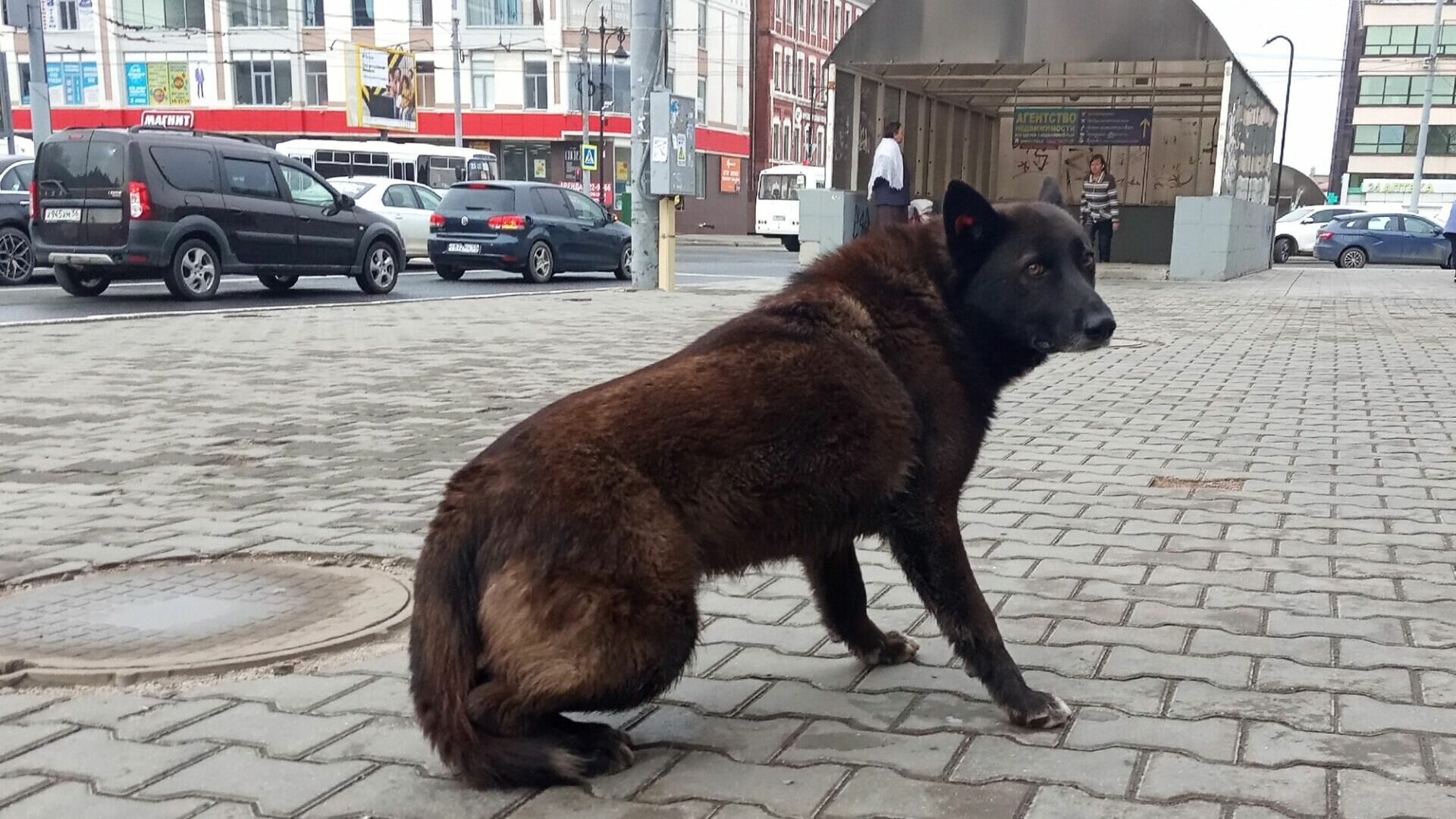 В Оренбурге бездомная собака напала на 6-летнего мальчика, ребенок госпитализирован