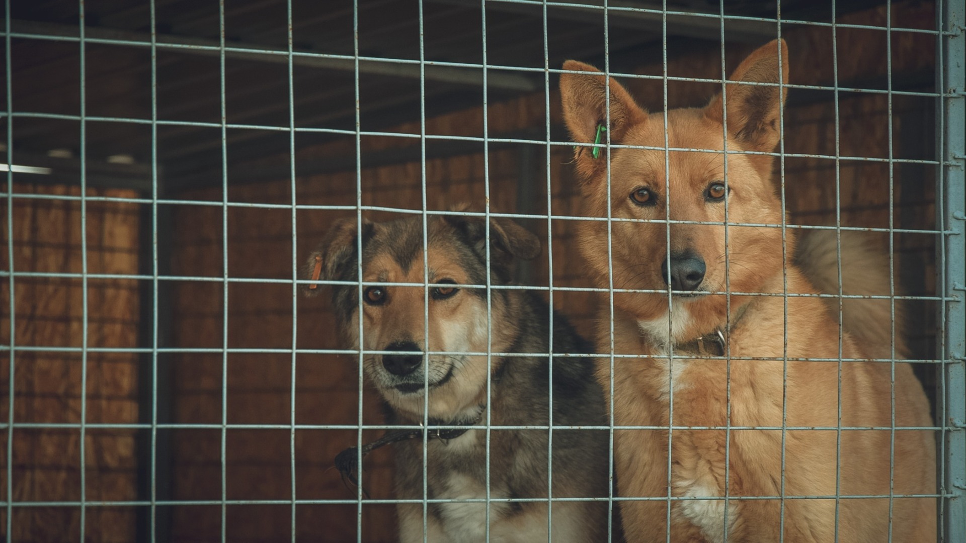 Оренбургские приюты отказались принимать бродячих собак