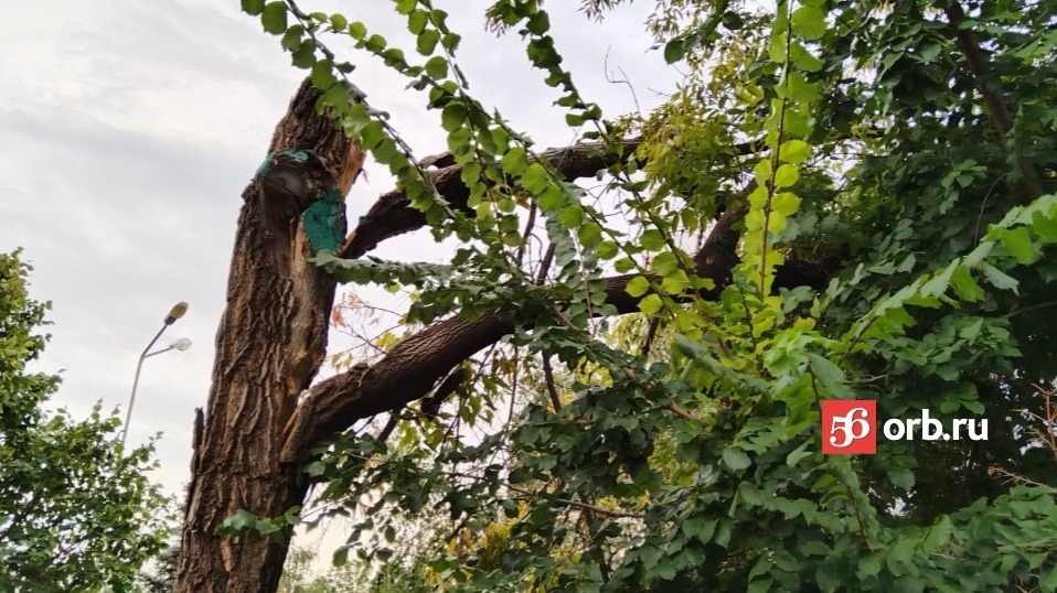 Сломанное непогодой дерево в Оренбурге