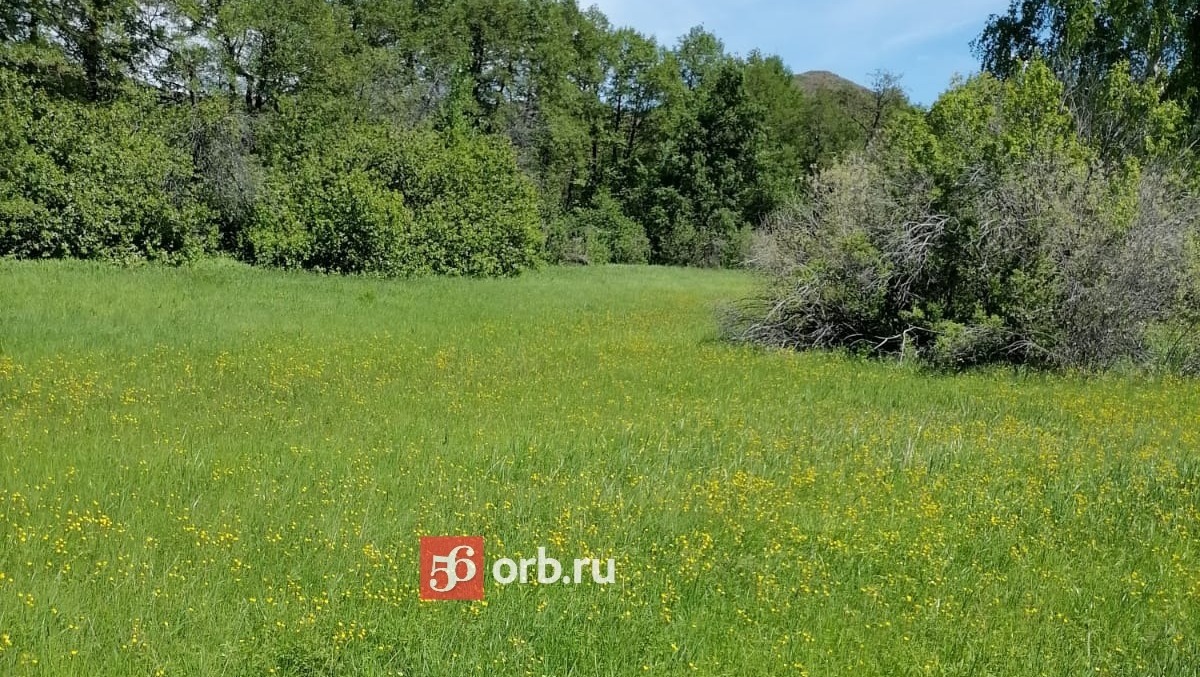 Травы Оренбургской области