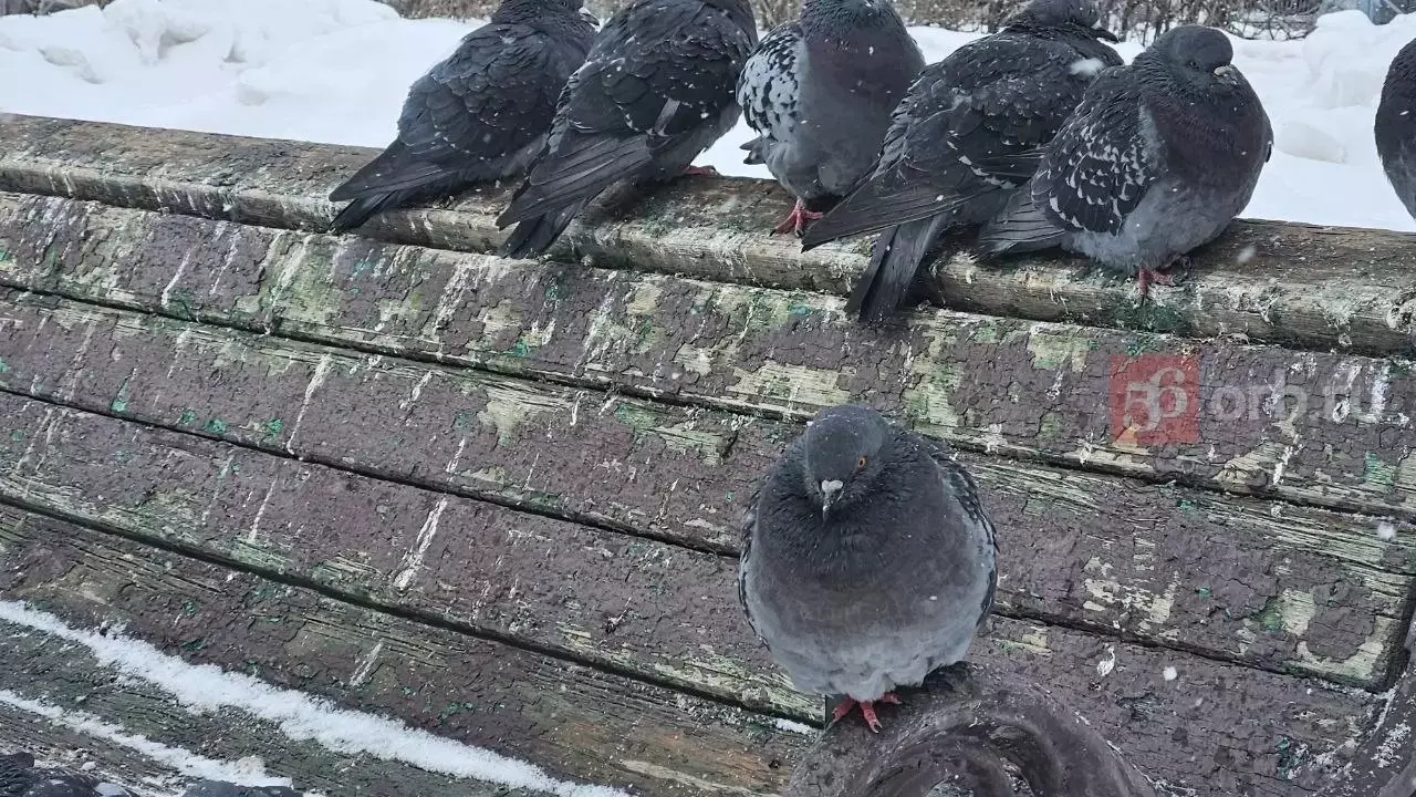 В Оренбургских парках много голубей