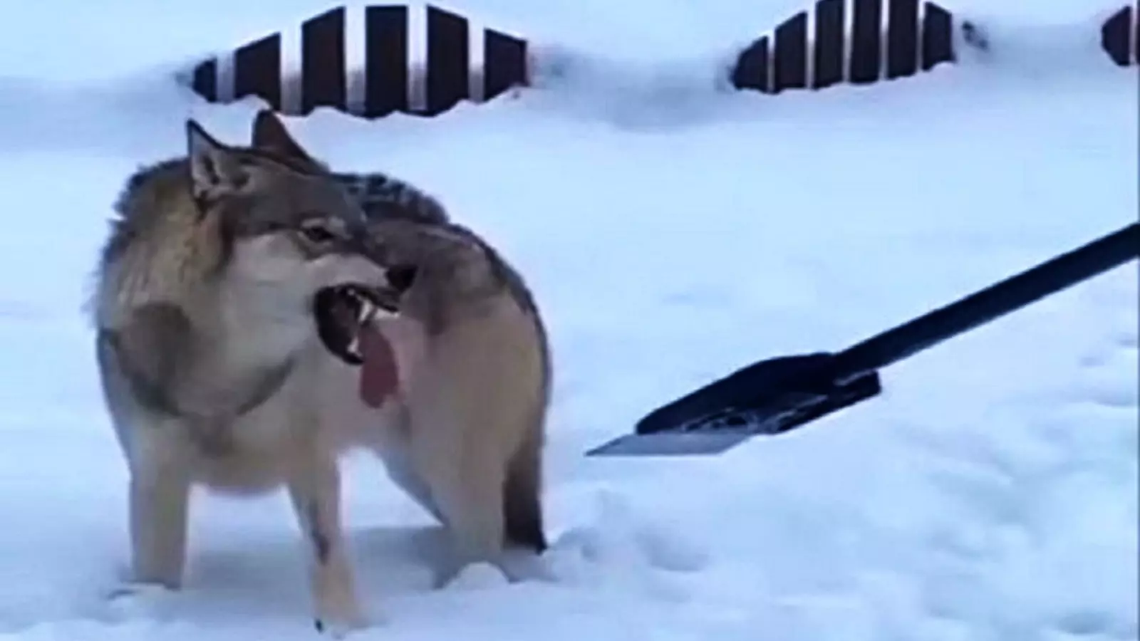 Нападение волка
