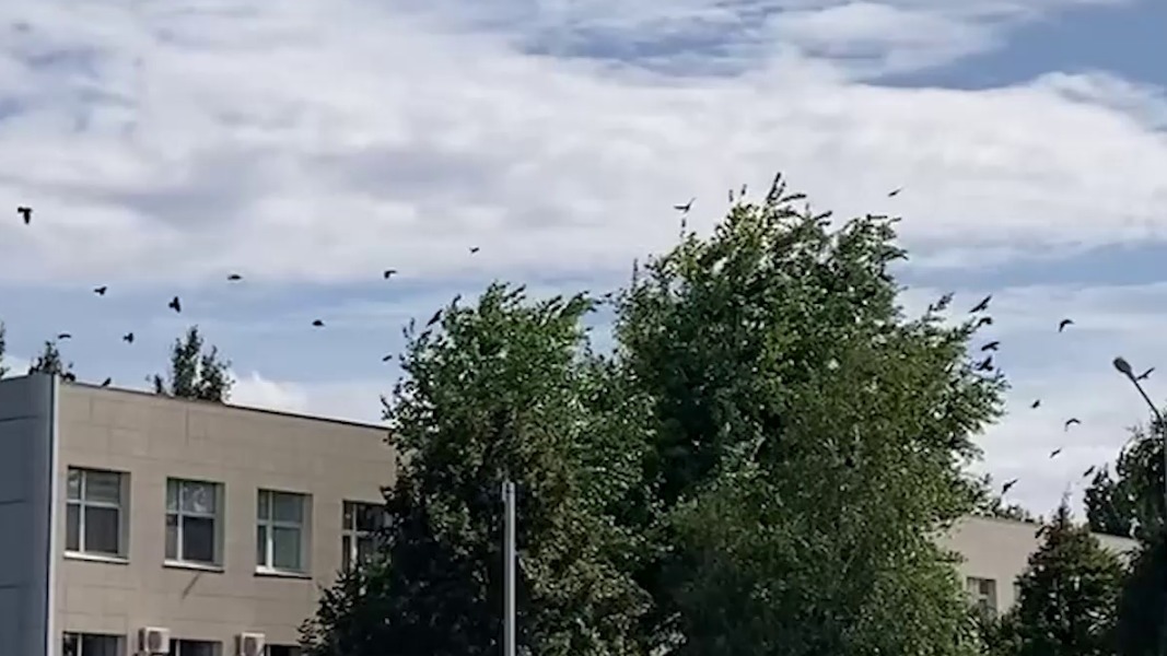 Стаи ворон над аэропортом Оренбурга