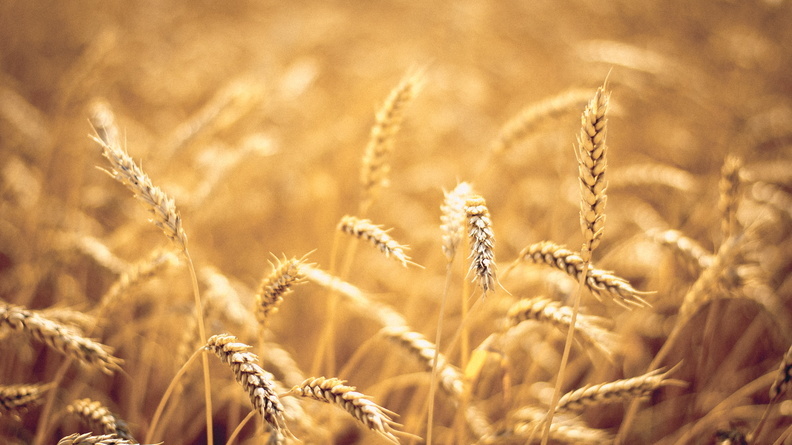 За кражу пяти тонн пшеницы бугурусланцу грозит пять лет тюрьмы