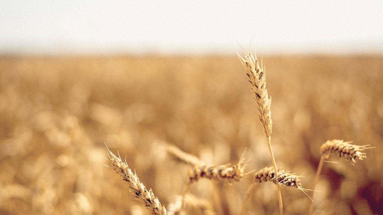 В Оренбуржье урожайность зерна с одного гектара составляет 27 центнеров