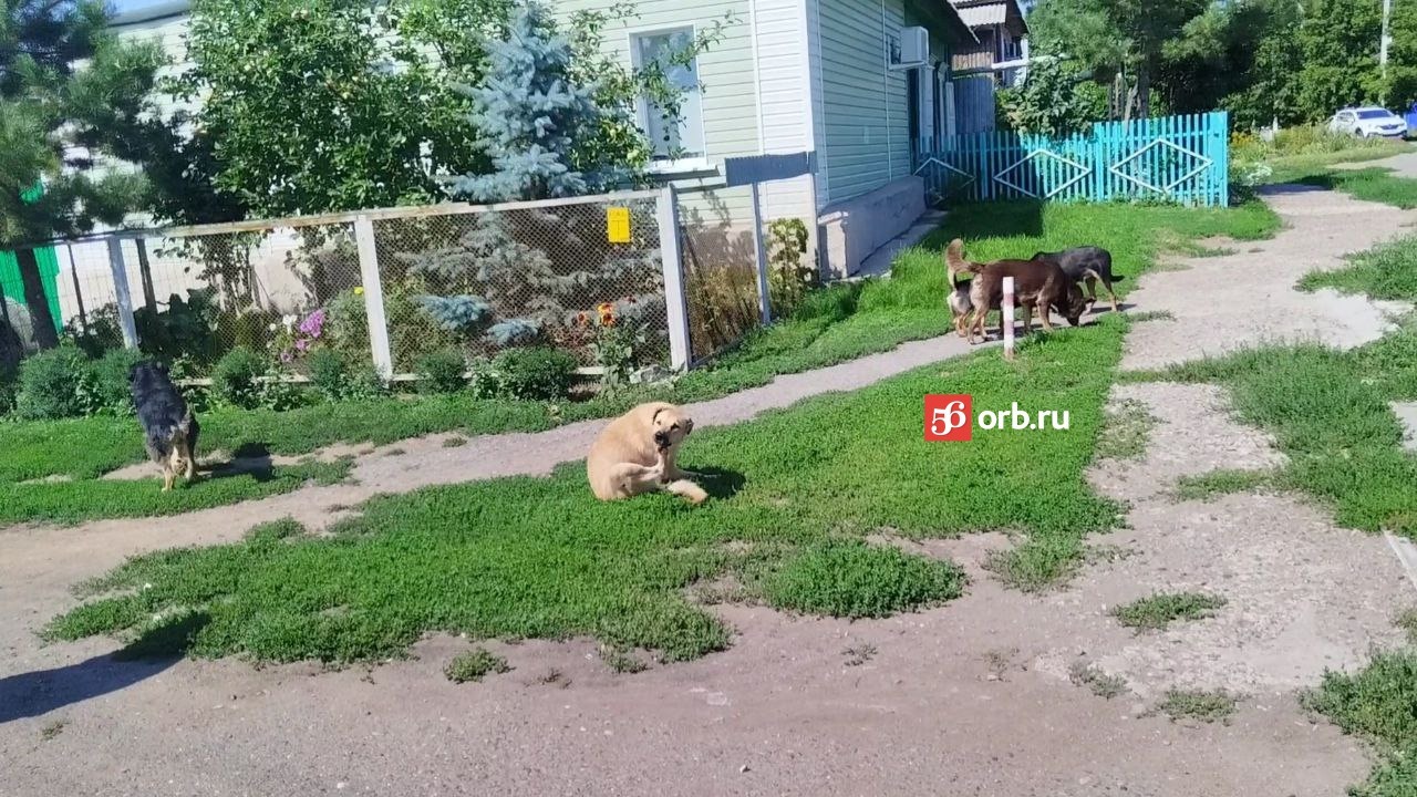 Собаки облюбовали место возле остановки «Кичигина»
