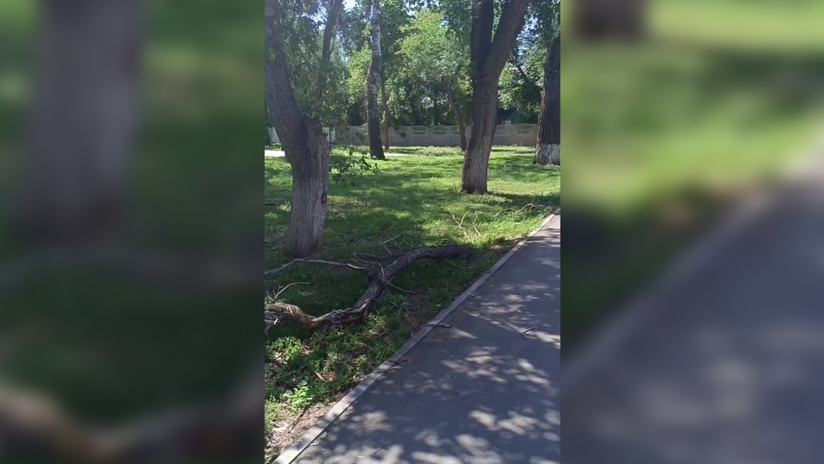 В парке имени Ленина с дерева упала ветка