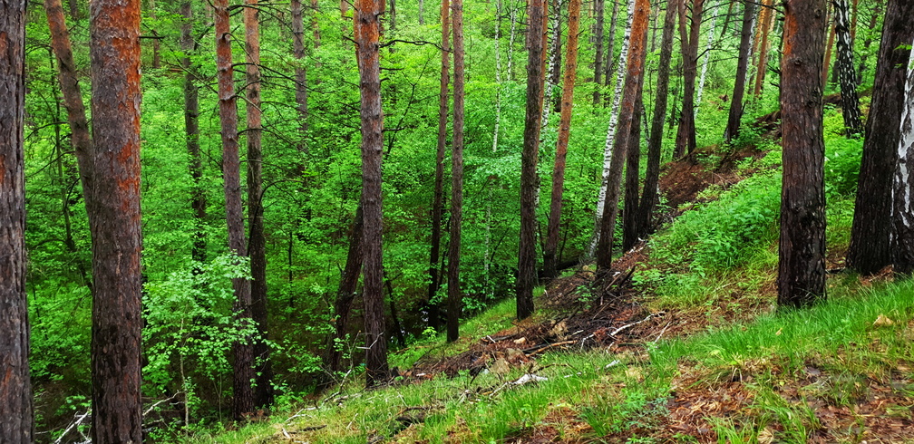 В национальном парке «Бузулукский бор» незаконно вырубили 200 кубометров древесины
