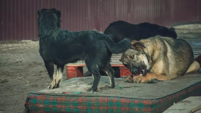 Бродячие собаки оккупировали Лыжную базу и мешают детям заниматься