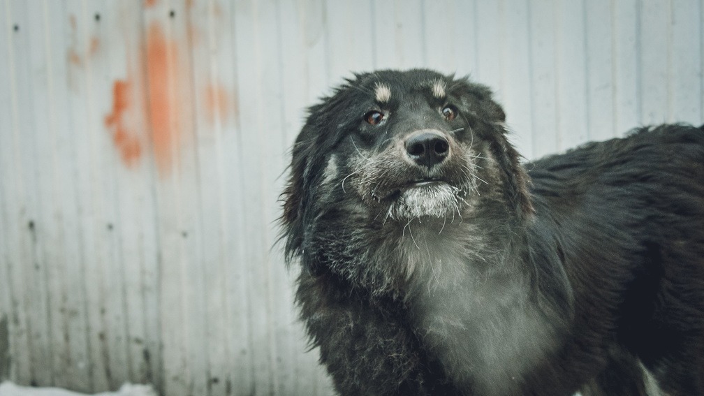 В Орске запросили 58 млн на отлов собак