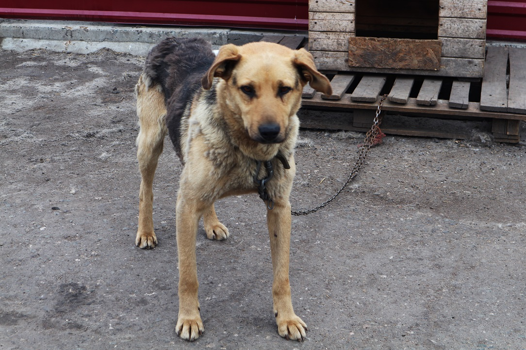 Оренбуржцу грозит до 3 лет лишения свободы за убийство собаки