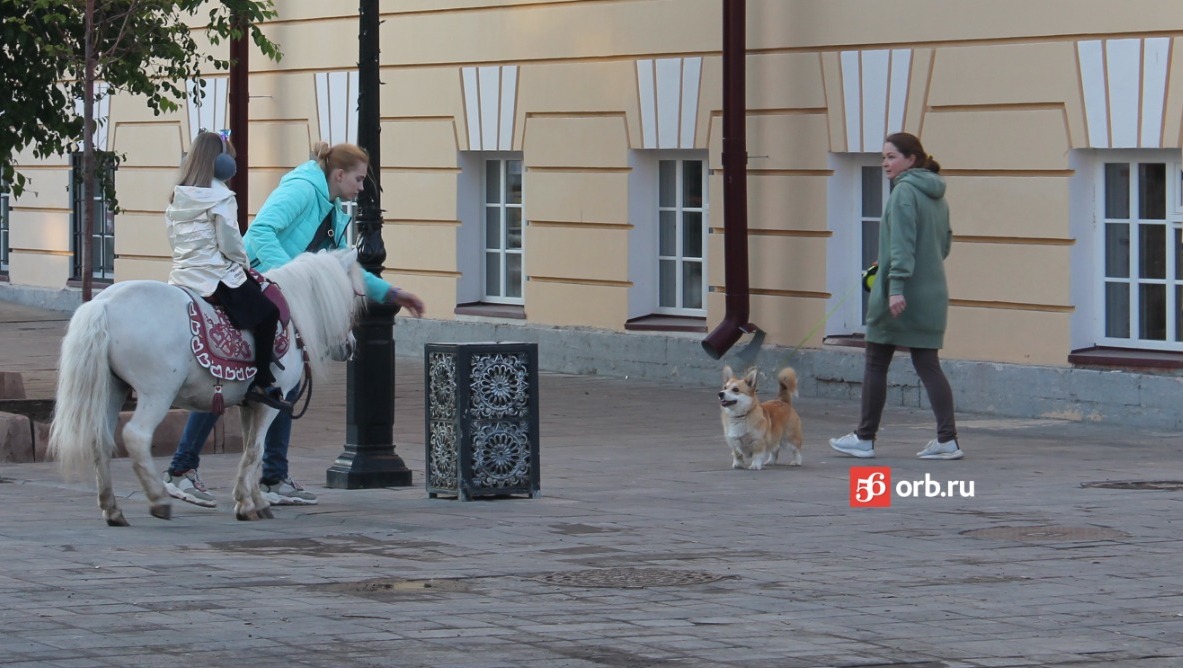 Оренбуржцы предпочитают гулять с собаками на улицах города
