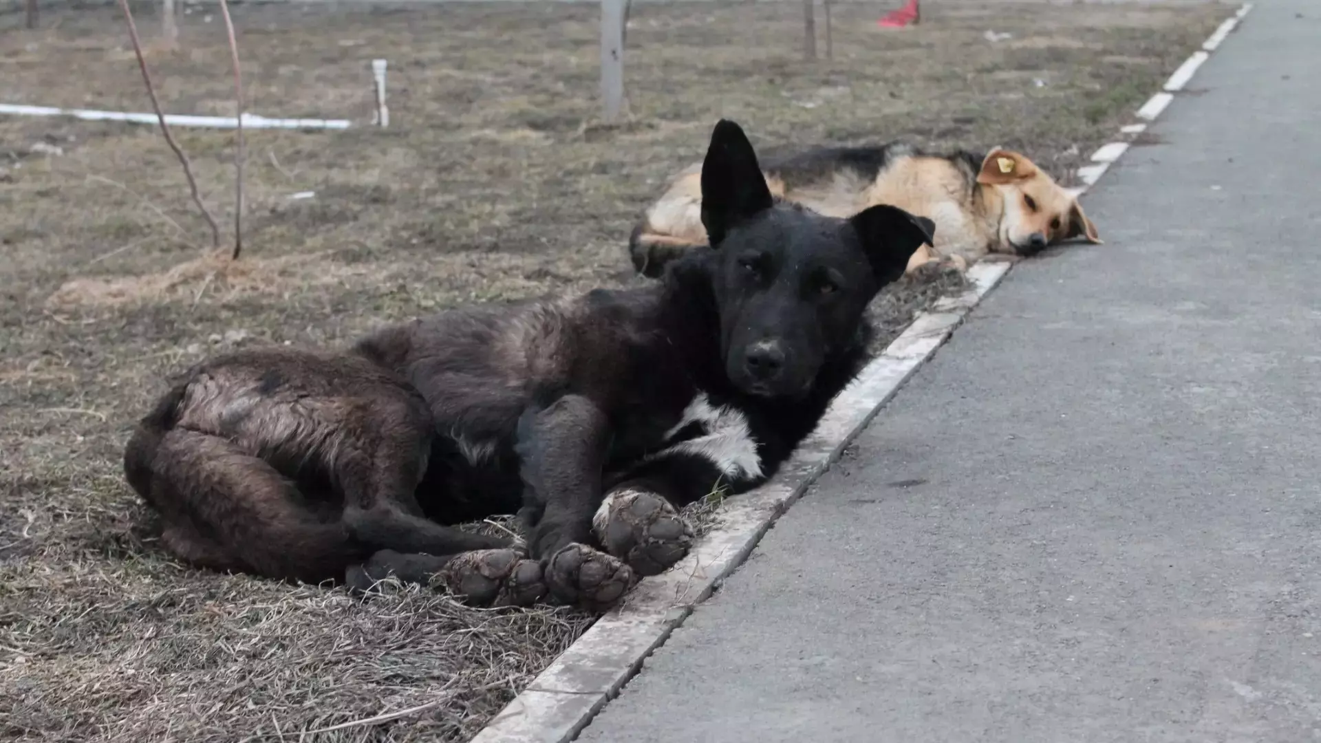 Бездомные собаки в Оренбуржье 