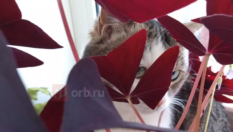 Смешные видео с милыми котиками. Как выглядят питомцы журналистов 56orb