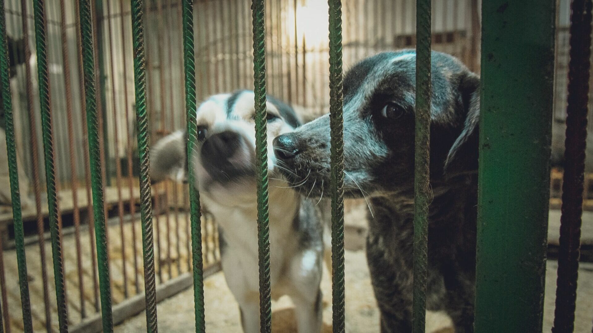 В Оренбурге на бродячих собак хотят потратить еще 5 миллионов рублей