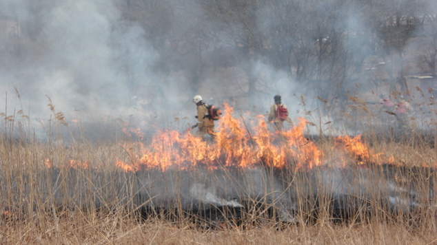 Под Абдулино сгорело 5 гектаров сухой травы: полиция начала проверку