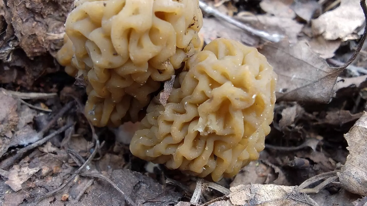 В Шарлыкском районе Оренбуржья уже начали находить грибы