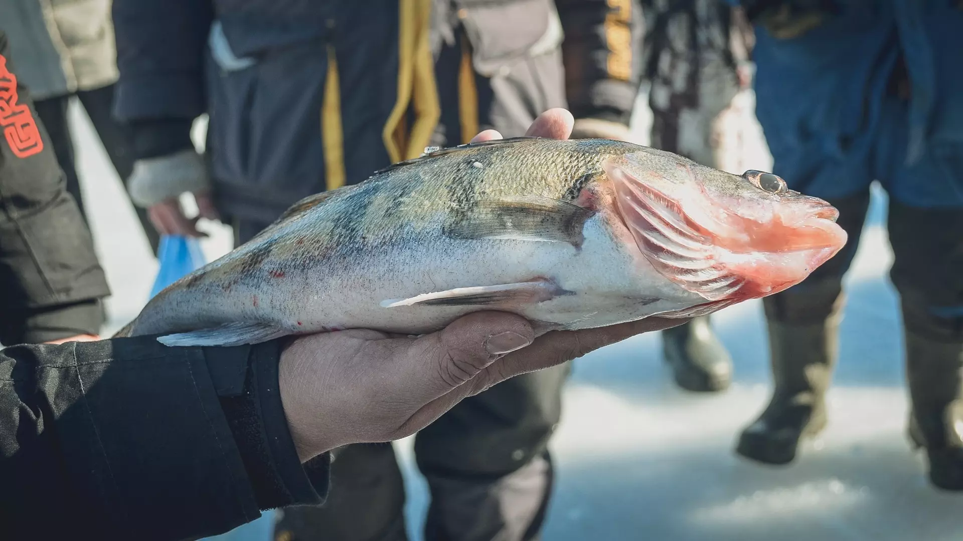 Сезон зимней рыбалки в этом году стартовал поздно 