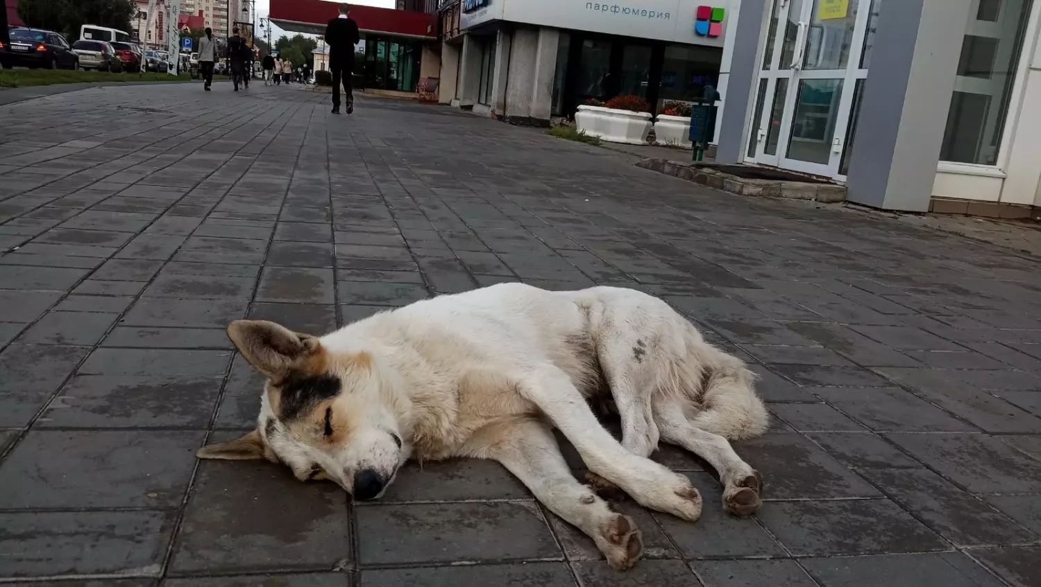 Бездомная собака спит на тротуаре в центре Оренбурга