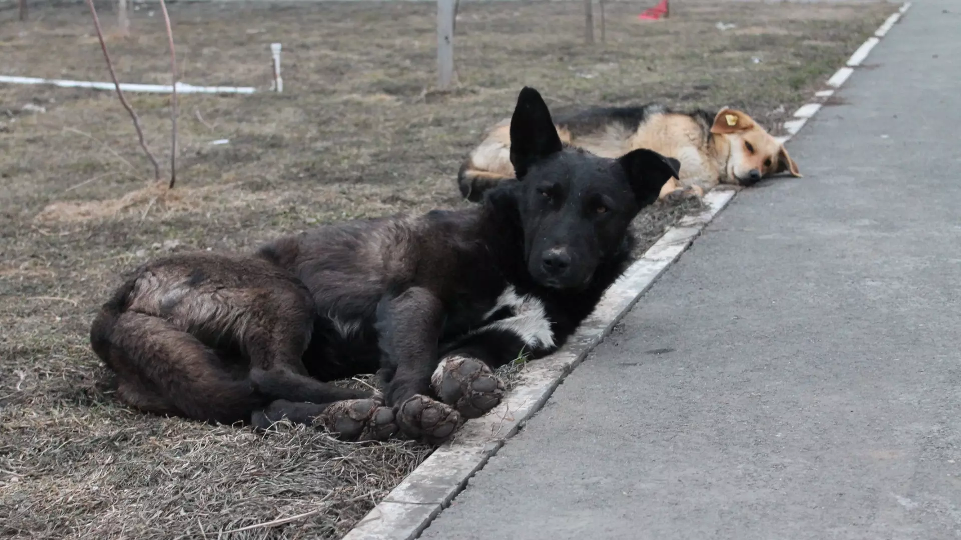 Бездомные собаки на оренбургской улице