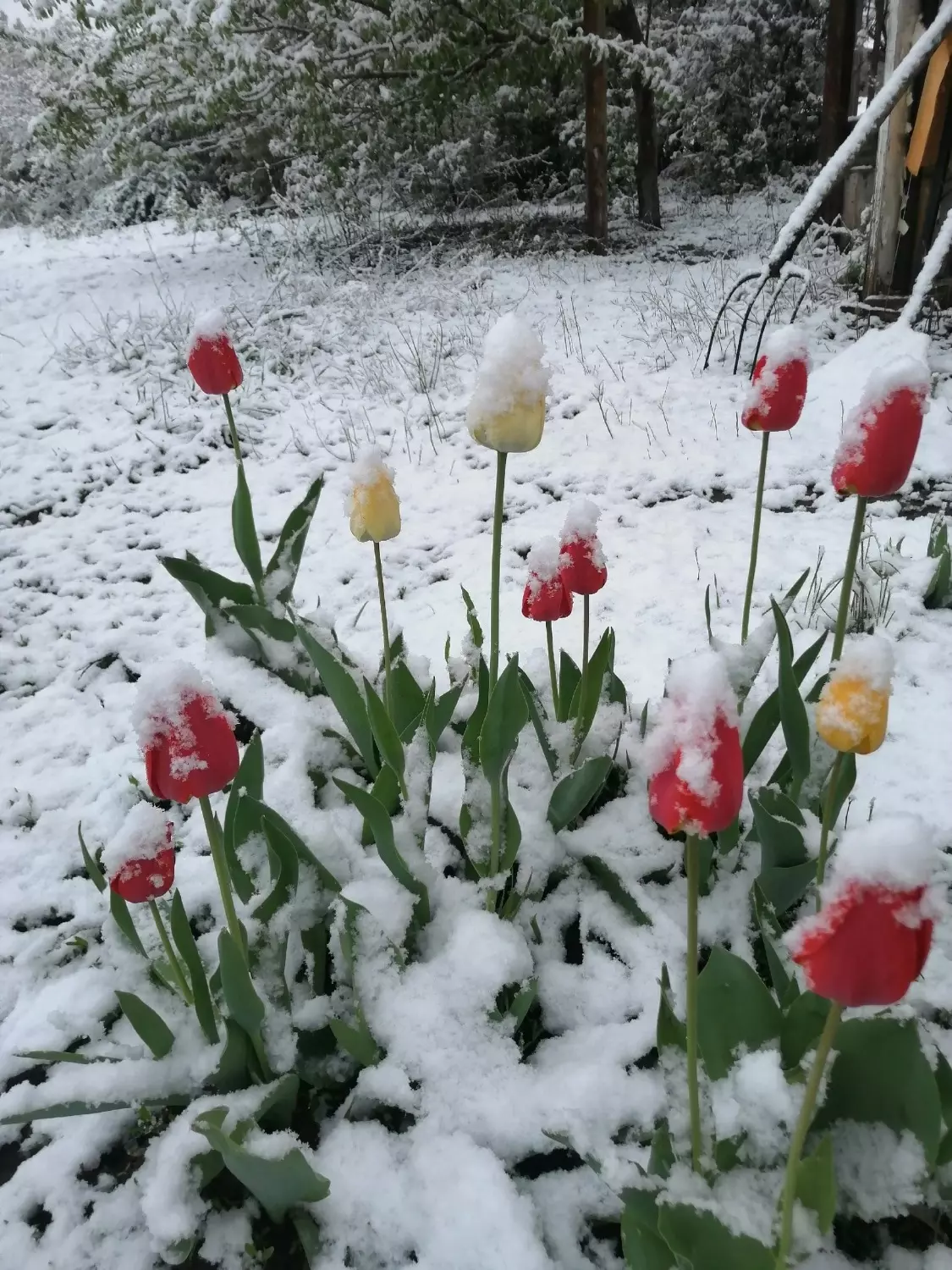 Цветы в снегу