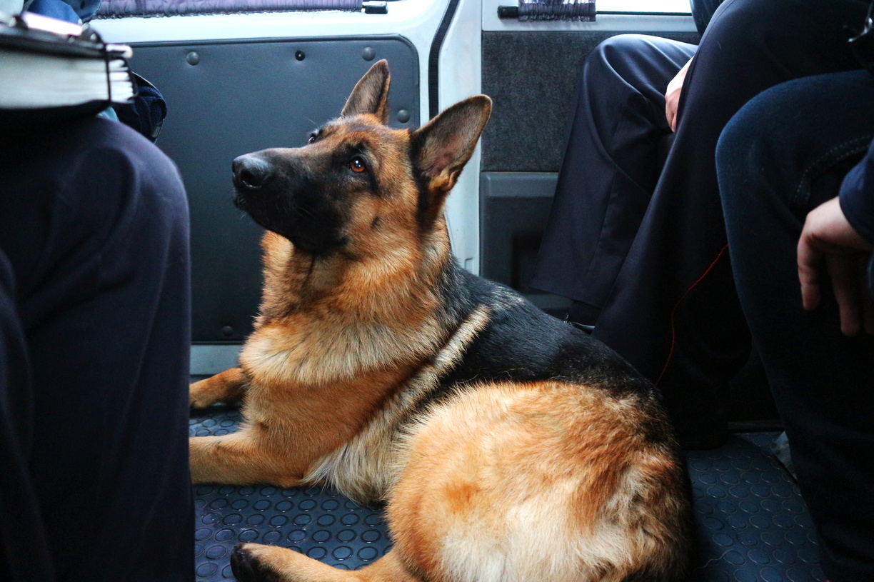 В Оренбурге сотрудники ИК-4 ищут нового хозяина для умной служебной собаки