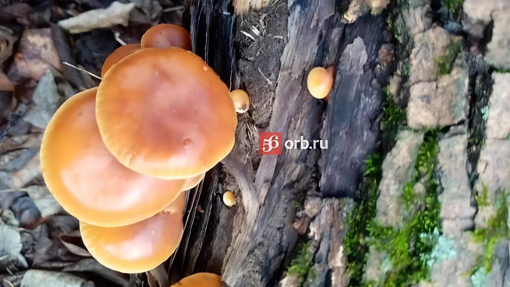 Оренбуржцы собирают в ноябре грибы