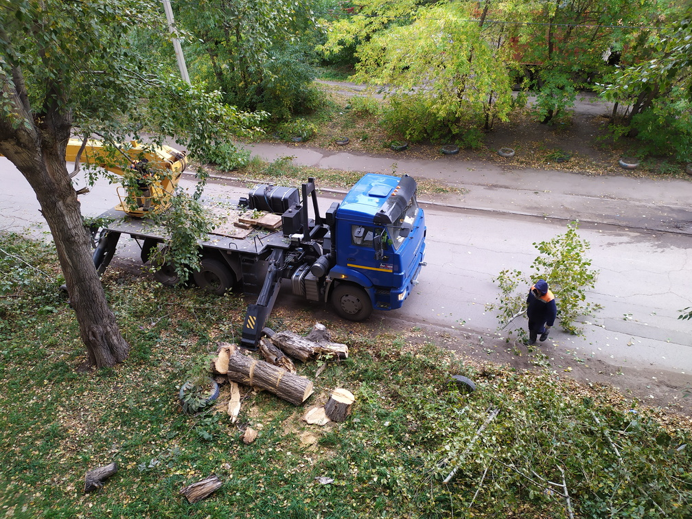 Чиновники мэрии ответят за незаконную вырубку 230 деревьев в Оренбурге