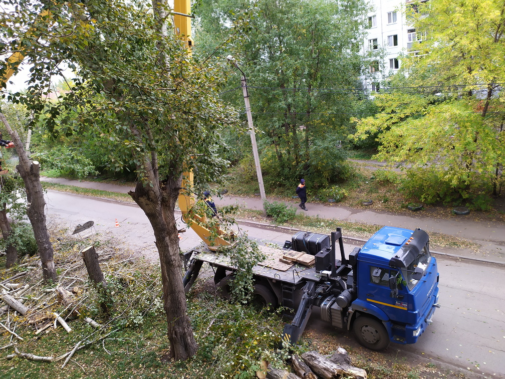 Оренбургский чиновник предстанет перед судом за незаконную вырубку деревьев