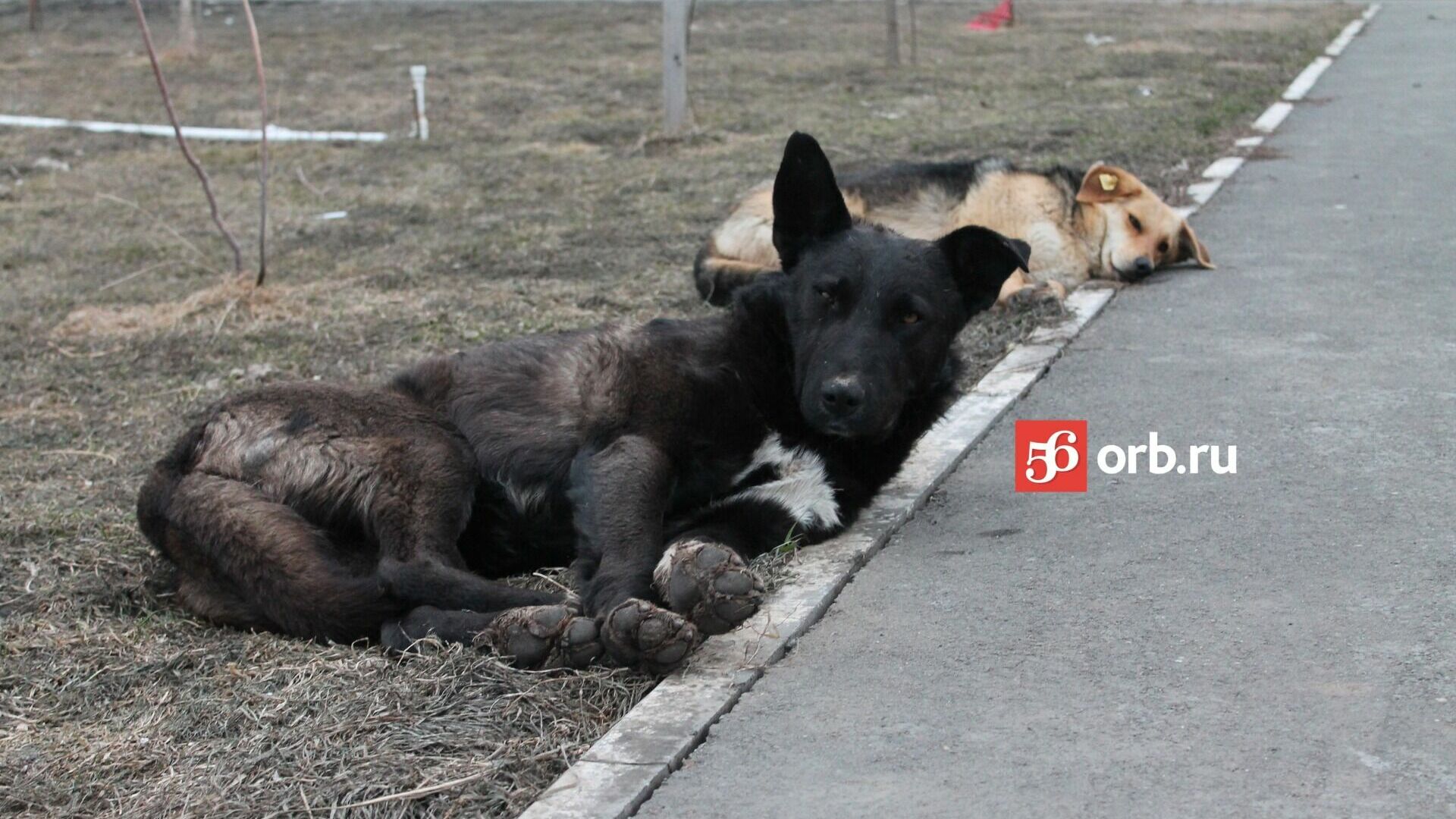 Жители Оренбурга обратятся к президенту с просьбой изменить закон о животных