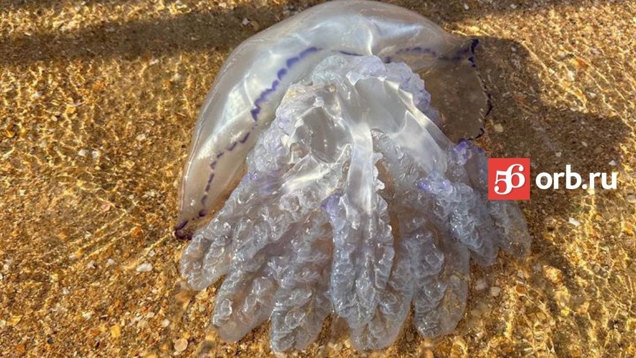 На побережье Краснодарского края выбрасывает огромных медуз