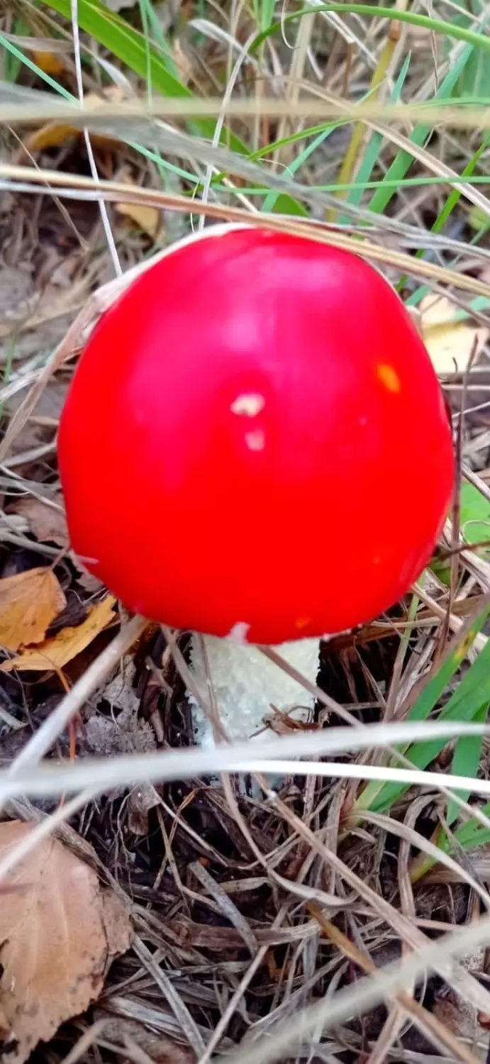 Найденные грибы