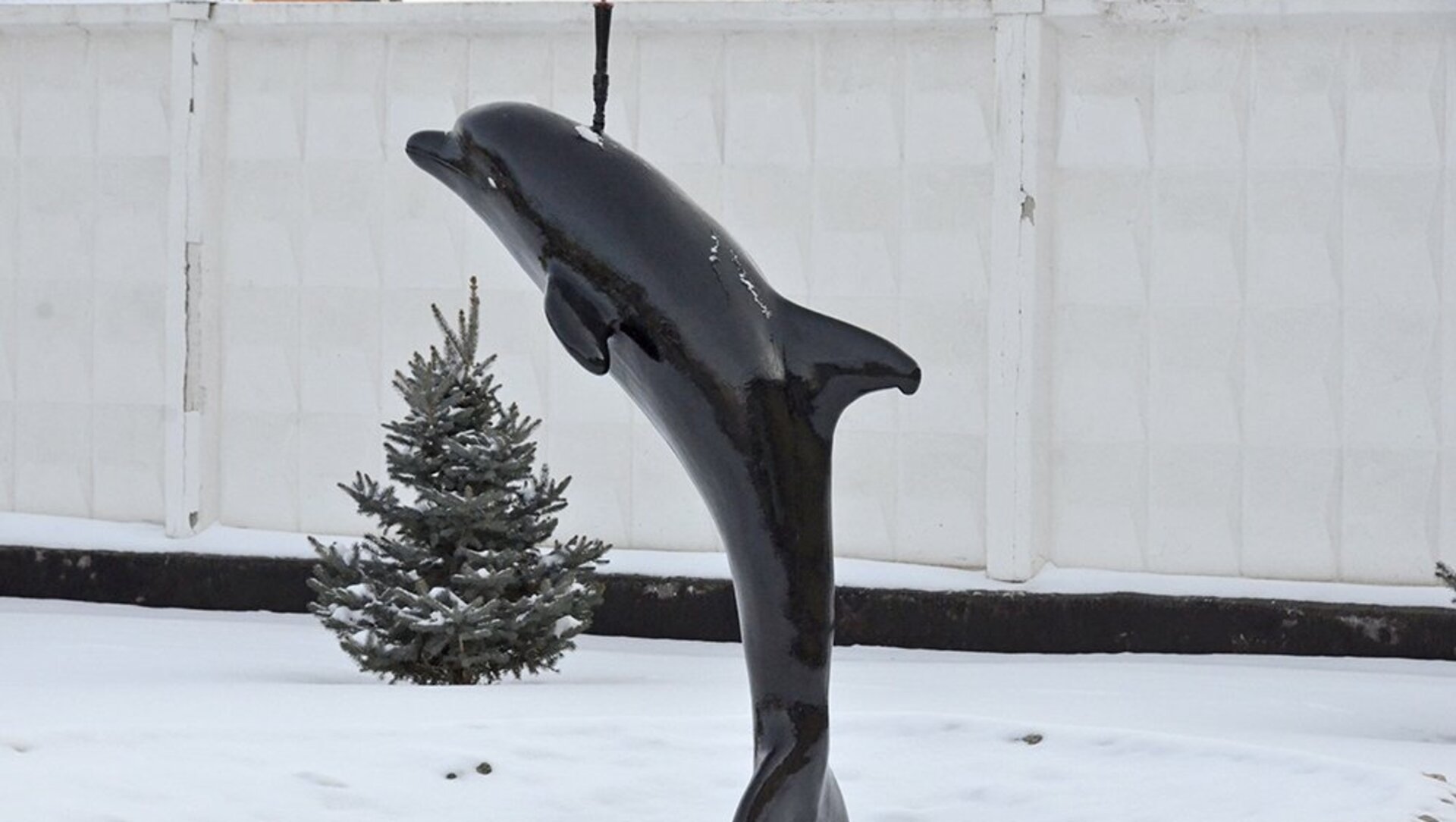 Черный дельфин фото снаружи