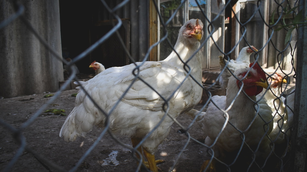 В Россельхознадзоре назвали причины вспышки птичьего гриппа в Оренбуржье