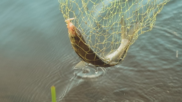 Оренбуржец может лишиться свободы за незаконную ловлю рыбы