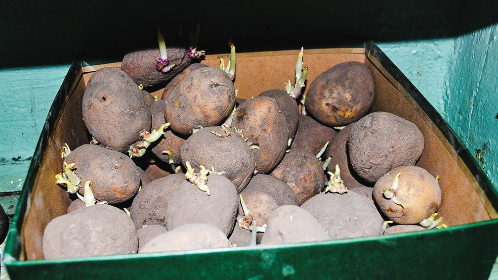 В Оренбуржье предпринимателя наказали за торговлю гнилым картофелем